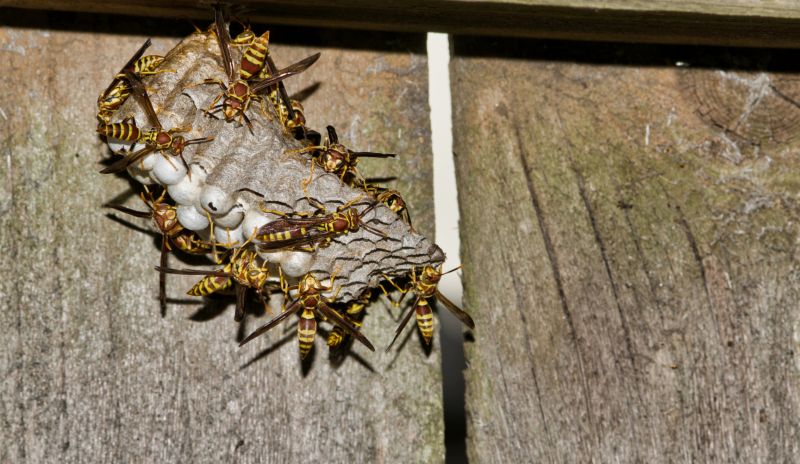Wasp Nest Removal