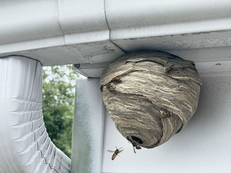Wasp Nest Removal