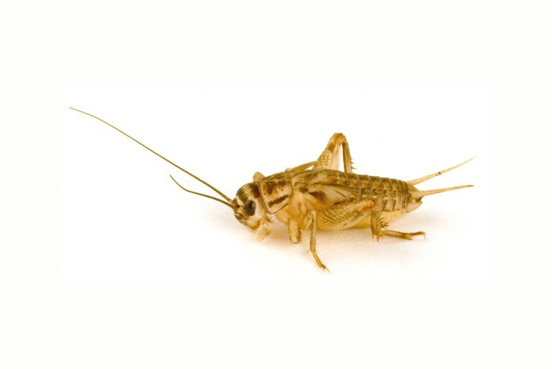 Cricket Prevention in Frisco, TX