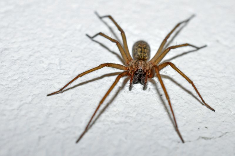 Hobo Spider Extermination in Fort Worth, TX