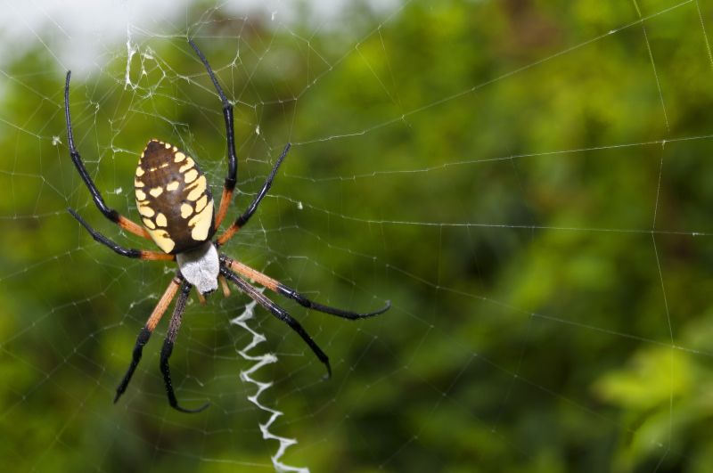 Spider Fumigation Service in Asheville, NC