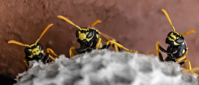 Wasp Nest Removal
