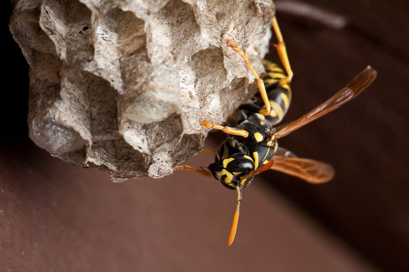 Summer Wasp Colony