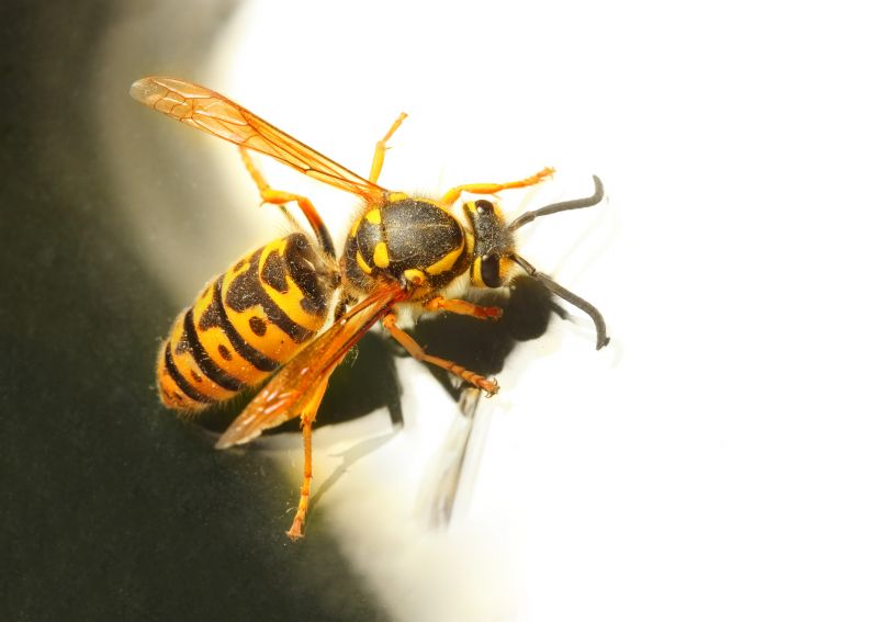 Autumn Wasp Control