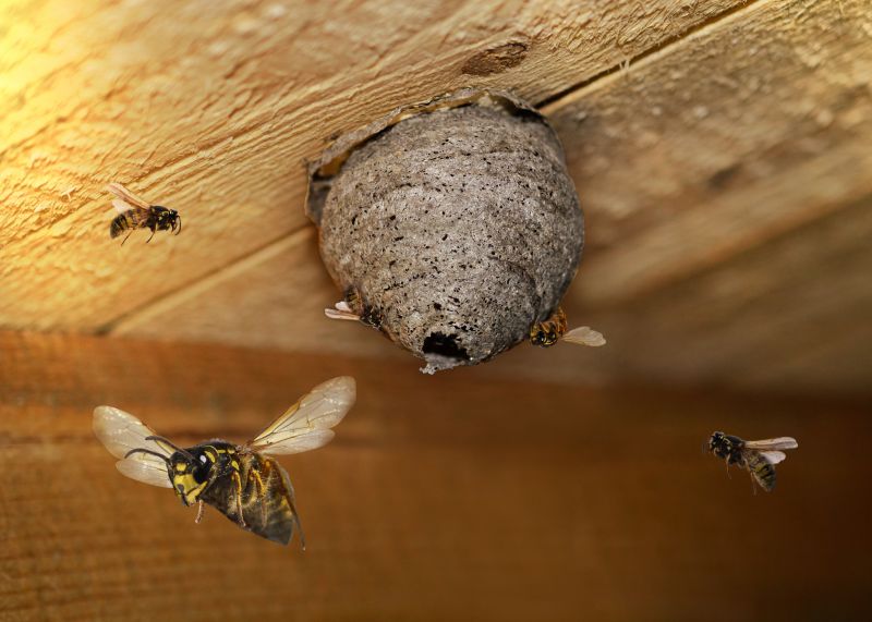 Winter Wasp Nests