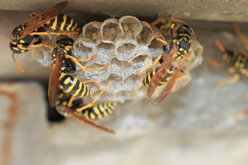 Removing a Wasp Nest