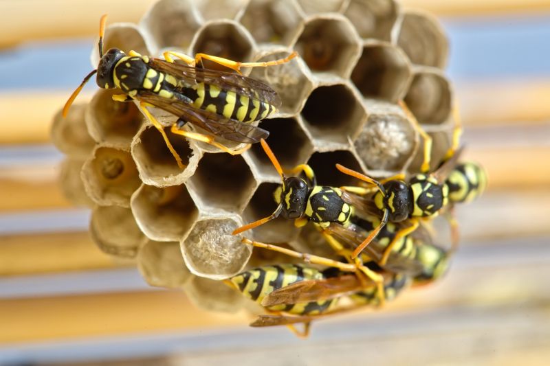 Wasp Control in Gardens