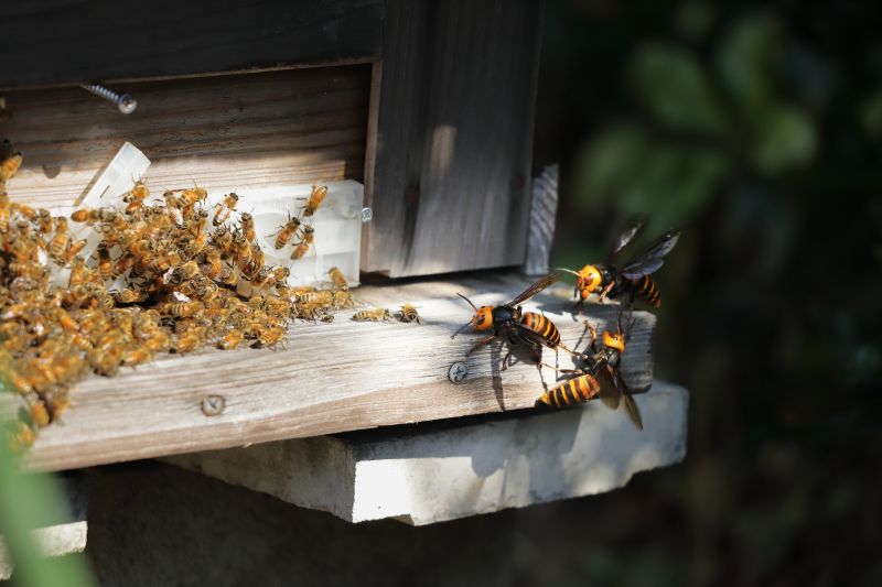 Summer Wasp Activity