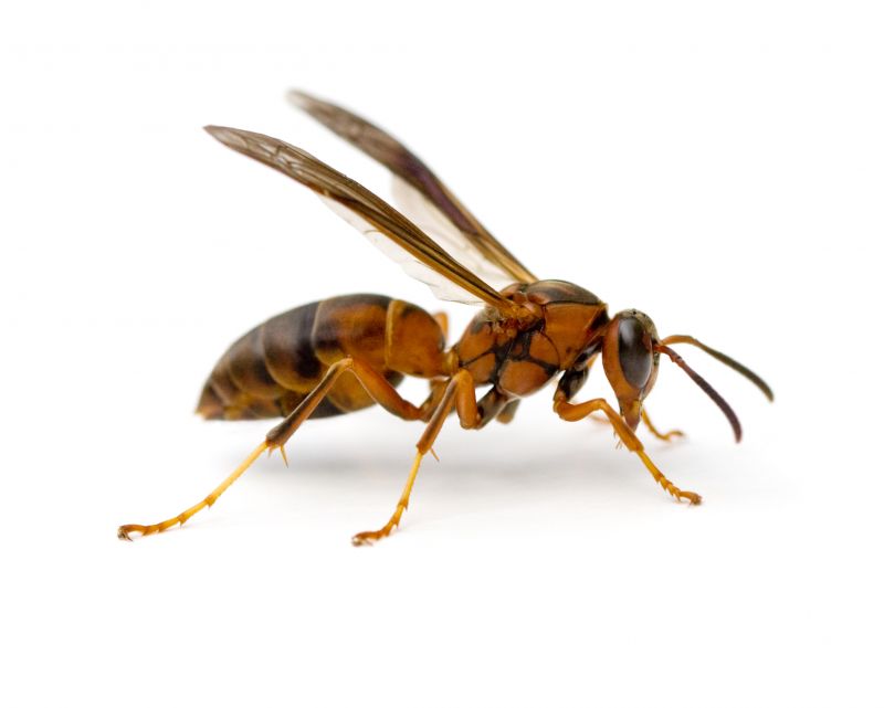 Why Professional Stinging Insect Pest Control Is Safer Than Diy Removal