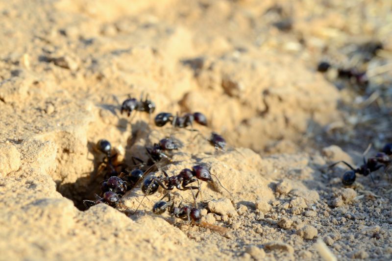 Black Ant Extermination in Mckinney, TX
